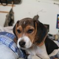 Beagle — lontiskõrvaline energiapomm