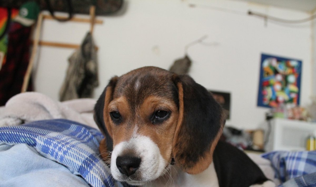 Beagle on sõbralik energiapomm