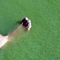 На побережье Сааремаа обнаружили сине-зеленые водоросли