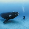 Tallinnas näeb allveefotograafia suurmeistri Brian Skerry näitust "Ookeani hing"