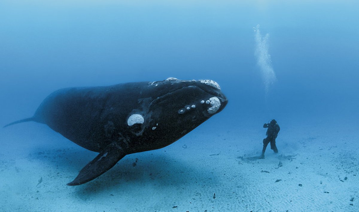 Foto: Brian Skerry / National Geographic