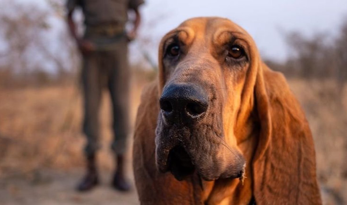 Ruby on üks koertest, kelle ülesandeks on rahvuspargis ninasarvikuid kaitsta