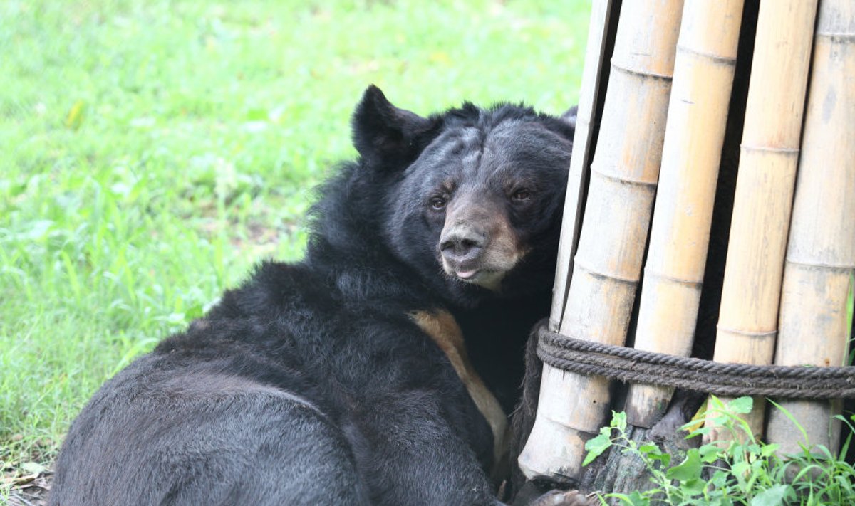 Chengdu: pärast aastatepikkusi kannatusi karu naudib esimest korda  head kohtlemist.