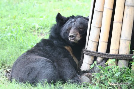 Chengdu: pärast aastatepikkusi kannatusi karu naudib esimest korda  head kohtlemist.