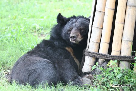 Chengdu: pärast aastatepikkusi kannatusi karu naudib esimest korda head kohtlemist.
