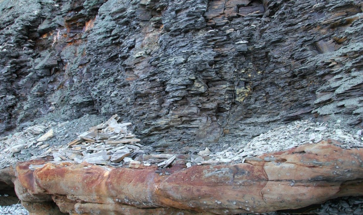 Pakri poolsaarel paljandub graptoliitargilliit enam kui nelja meetri paksuse kihina Kambriumi vanusega liivakivide peal. (Foto: Alvar Soesoo)