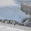 Teadlased tuvastasid satelliidipiltidelt neli uut keiserpingviinide kolooniat