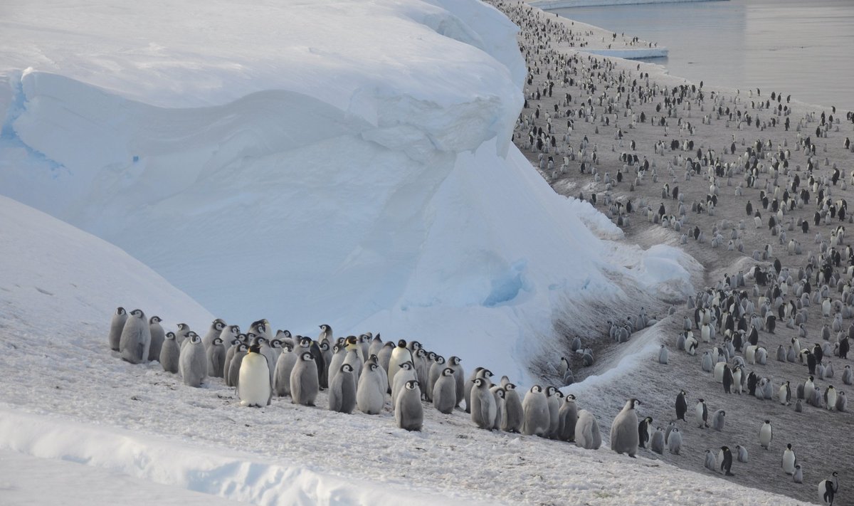 Teadlased on ennustanud, et keiserpingviinid on 2100. aastaks väljasurnud