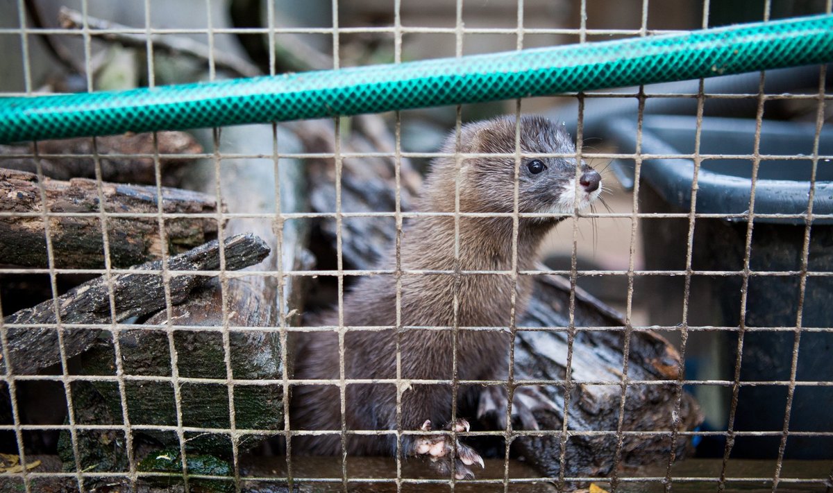 Pildil on Kaspar, üks loomaaia ohustatud liikide paljundamise keskuses elav euroopa naarits.