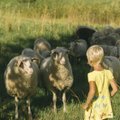 FOTOD | Raplamaal elavad erilised lambad, kes võluvad maitsva piimaga