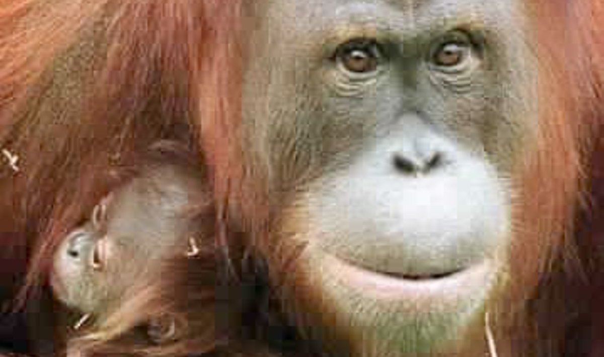 Orangutanid