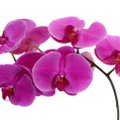 Selle lihtsa nipiga on kõige parem kasta orhideed
