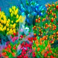 Maxima: на 8 марта подарено на треть больше цветов, чем в прошлом году