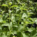 Looduslik magusaine stevia võib päästa rasvumisest