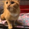 VIDEO | Tuulutusava vahele lõksu jäänud kass sai tõsiselt vigastada - kiisuomanikud, olge hoolsad!