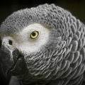 Tarkade kõlarite pahupool: kõnelda oskav papagoi tellib nutikõlari abil koju kõiksugu vidinaid