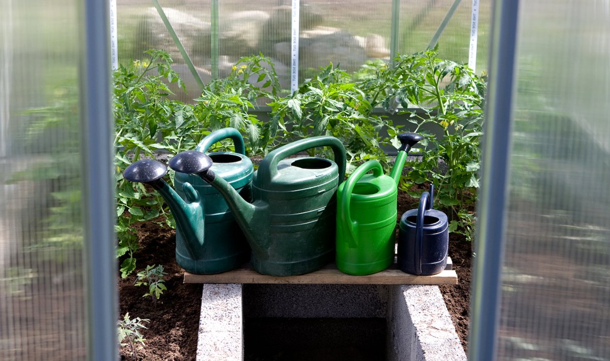 Tomatite kasvuks on vajalik piisav õhuniiskus.