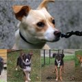 Tülid, ähvardused, solvangud. Tartu varjupaiga 13 koera hukkamise rääkimata lugu