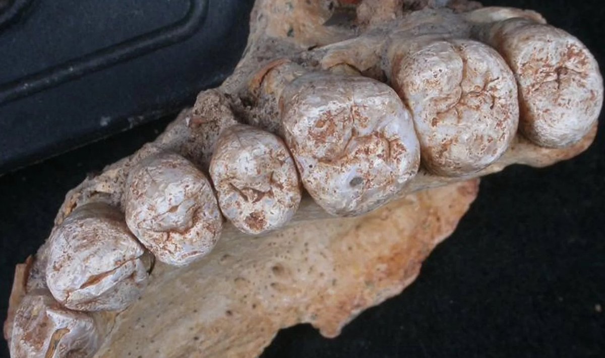 Iisraelist Misliya koopast leitud inimfossiil