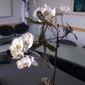 Orhideelapsed kontoris
