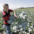 Köögiviljakasvataja: tööampsu otsiv töötu sobib pigem nõudepesijaks, mitte põllutööle