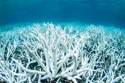 Liiga suur süsihappegaasi kogus vees on hakanud korallrahusid pleegitama.