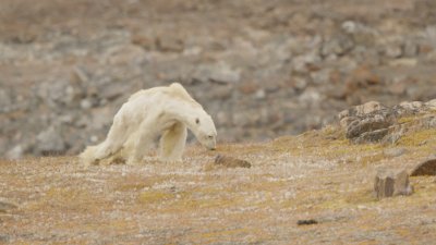 Jääkarudel on Artika jää sulades üha keerulisem saaki püüda.