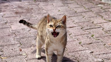 Kass muudkui näub: millal kassi näugumine terviseprobleemile viitab?