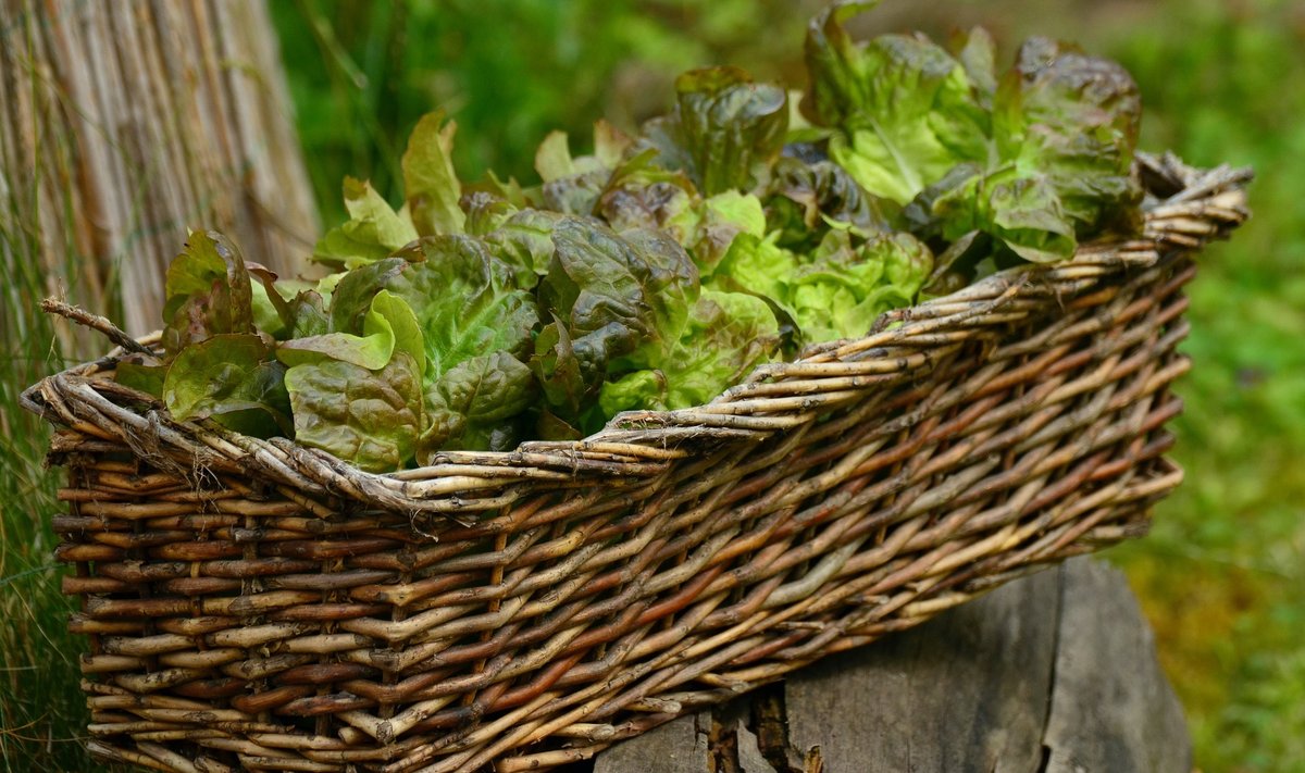 Salatitaimi saab edukalt kasvatada isegi rõdukastis.