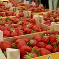 Исследование: больше всего жители Эстонии замораживают впрок ягоды и пряную зелень