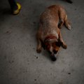 В Йыхви застрелили собаку. Полиция начала расследование