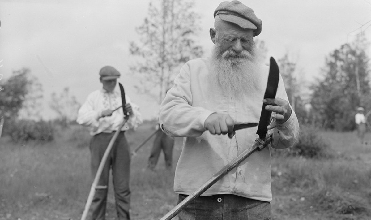 Muhulased heinakaarel luisuga vikatit teritamas.