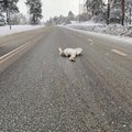 В Таллинне автомобиль наехал на лебедя и протащил его полкилометра по дороге