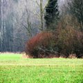 Leili metsalood | Värviline talvemaastik