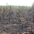 ФОТО | Пожар в Клоога оставил после себя выжженную землю. Огонь был потушен к вечеру