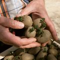NÕUANDED | Kes suurt saaki ihkab, paneb kartuli hiljem maha