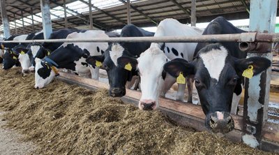 Ettevõtte holsteini tõugu lehmad lüpsavad üle 11 000 kg lehma kohta aastas.