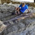 Prantsusmaalt leiti hiiglaslik dinosauruse kont