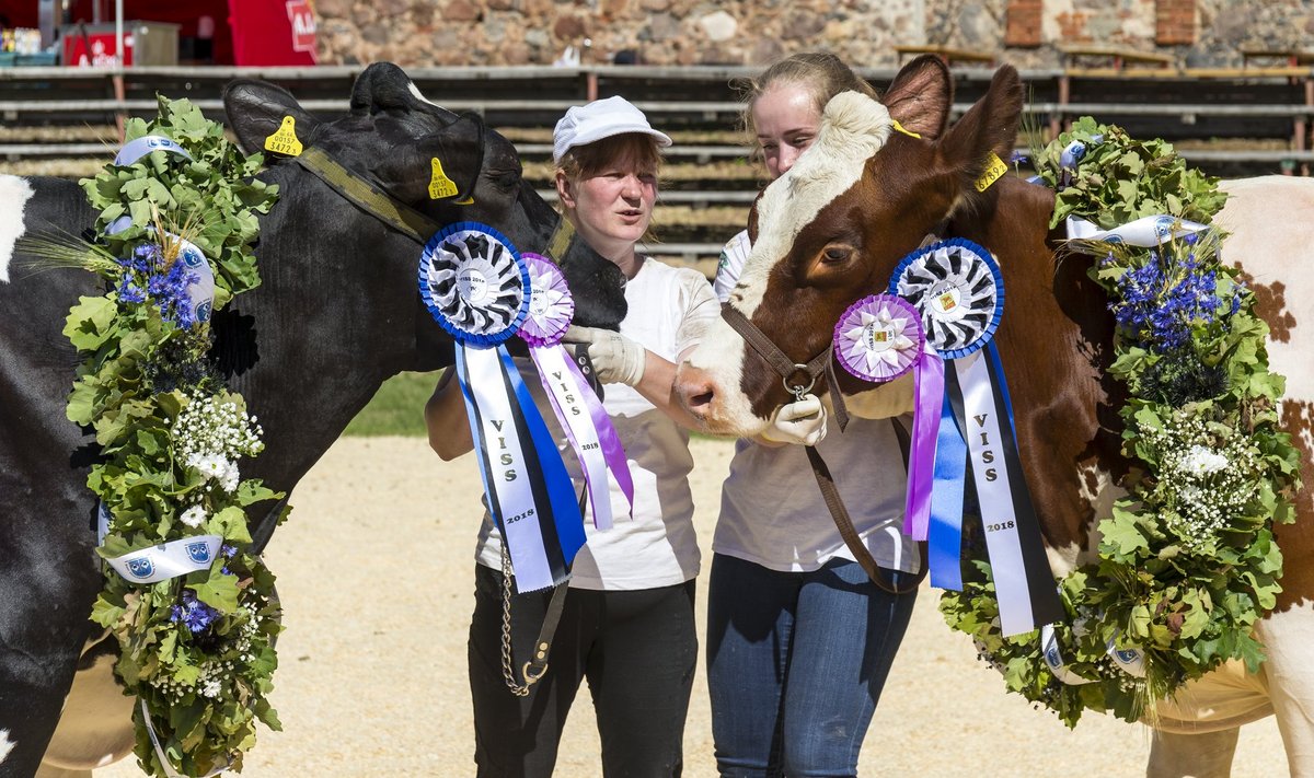 "Viss 2018" tiitlivõitjad lehmad Mehu ja Jasmiin koos treenerite Helgi Velskeri ja Margit Sillastega.
