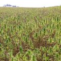 Saaremaa talunik hakkab kanepit kasvatama ja õli tootma