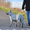 Koeraga jalutamise ABC: kuidas koeraga tegelikult jalutama peab?