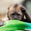 Isased ahvid kümblevad emastele meeldimiseks iseenda uriinis