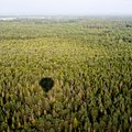Ajaleht: Eesti kukutas Soome metsade süsiniku sidumise arvestuses EL-is madalamasse klassi, mida soomlased peavad ebaõiglaseks