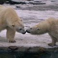 ARMAS VIDEO | Jääkarude Friida ja Raspi suhe algas mõurates ja kaisutades