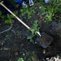Keskkonnaamet otsib karuputke tõrjujaid, mürgitamisele eelistatakse kaevamist