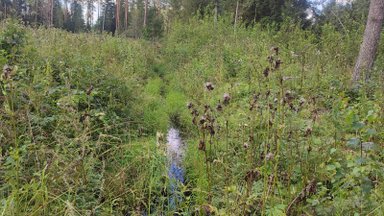 Soometsade professor: metsade üleujutamine soodustab kliima soojenemist vähemalt järgmised sada aastat