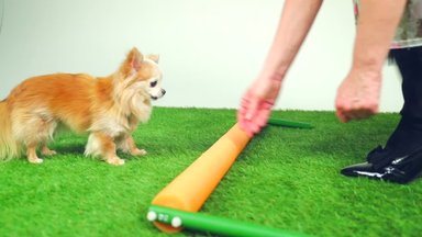 VIDEO | Õpeta oma koerale üks trikk: käsklus "hopp"