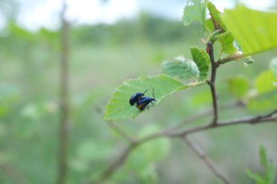 Putukad on väikesed ja nende arvukuse jälgimine pole lihtne, kuid arvukustrendide korrektne uurimine on ökosüsteemide tervise monitoorimiseks hädavajalik.