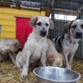 Valga vangla koerad on kõik uue kodu leidnud