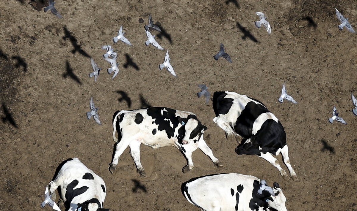 Lehmad. 60% kogu Maa imetajate massist moodustavad koduloomad. 